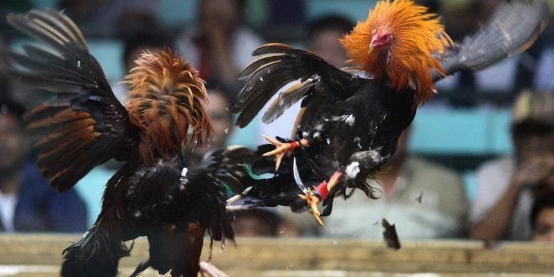 Các trò chơi hấp dẫn có trong sảnh đá gà SV128